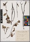 Foto von Salix aurita L.